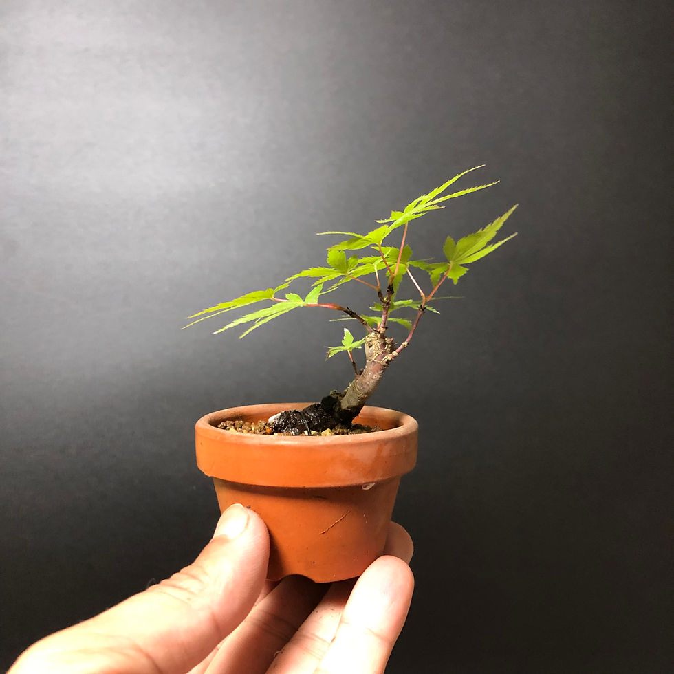 アオダモ ミニ盆栽 | BONSAI soboku