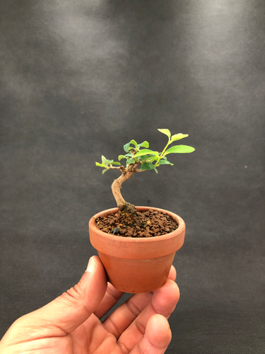 ヒョウタンボク | BONSAI soboku
