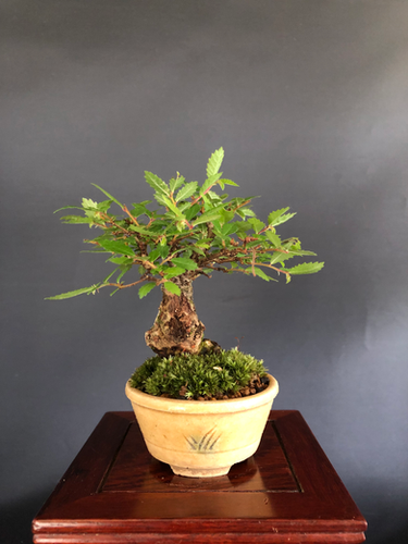 ニレケヤキ ミニ盆栽 | BONSAI soboku
