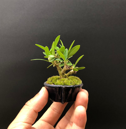 ツゲ | BONSAI soboku