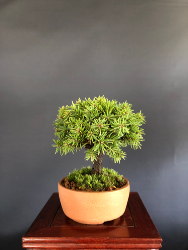 現地引き取り限定 山木蝦夷松盆栽 蝦夷松 ミニ盆栽 | BONSAI soboku