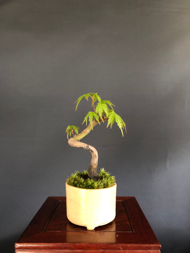 山もみじ ミニ盆栽 | BONSAI soboku
