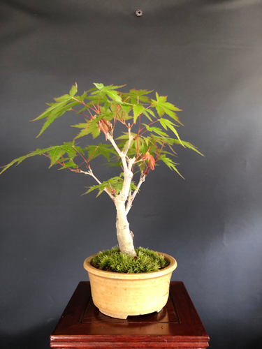 ヤマモミジ（小品盆栽） 山もみじ 小品盆栽 | BONSAI soboku