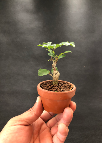 アオダモ | BONSAI soboku