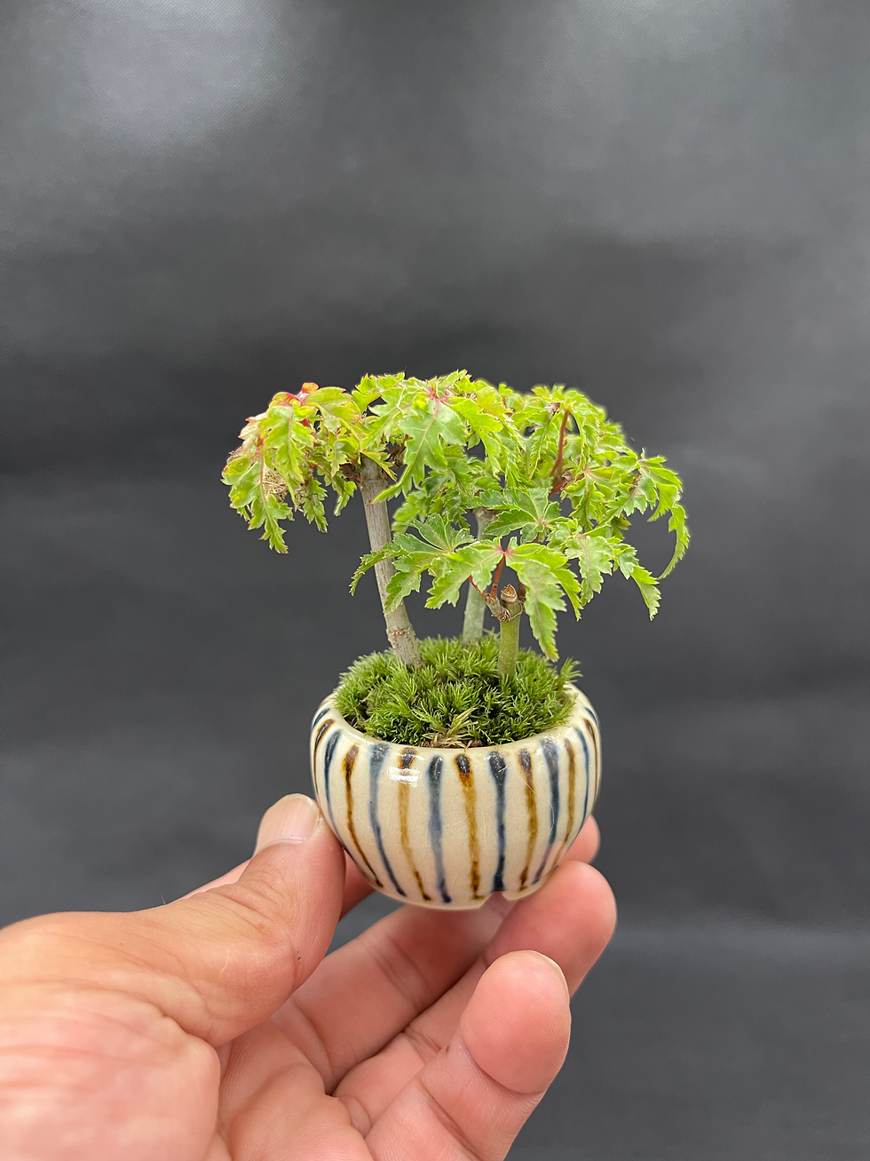 サムネイル： もみじ-獅子頭　寄せ植え