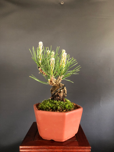 黒松（岩石性） ミニ盆栽 | BONSAI soboku