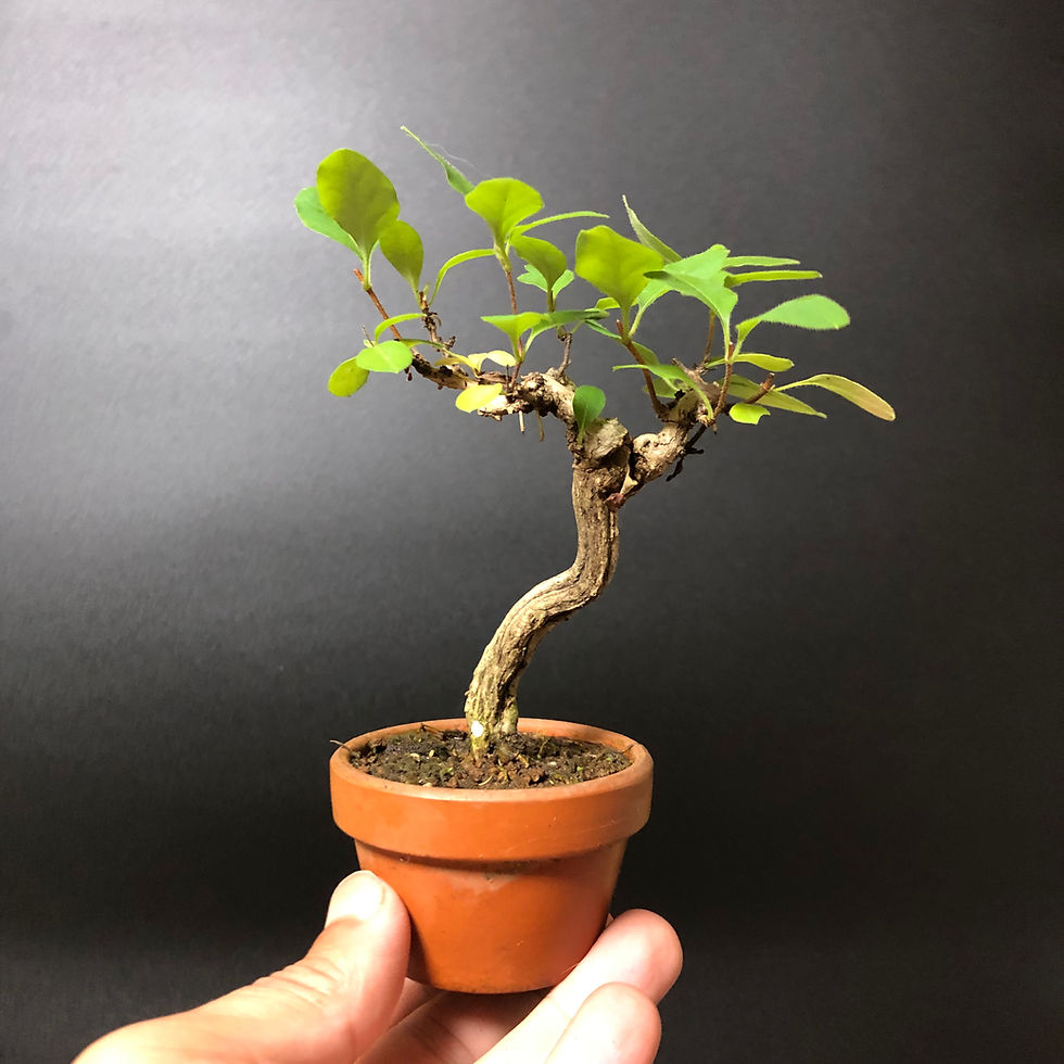 山もみじ 小品盆栽 | BONSAI soboku