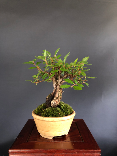 ニレケヤキ ミニ盆栽 | BONSAI soboku