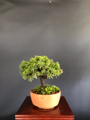 蝦夷松 ミニ盆栽 | BONSAI soboku