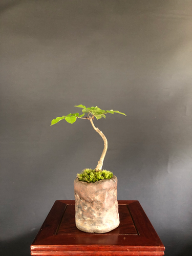 アオダモ ミニ盆栽 | BONSAI soboku
