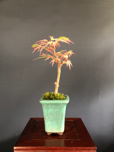 もみじ（斑入り） ミニ盆栽 | BONSAI soboku