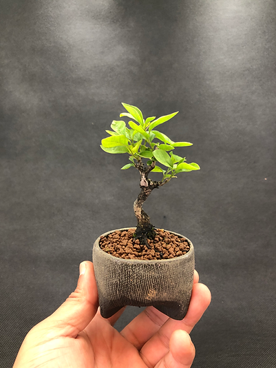 MASTER 老爺柿 ロウヤガキ 雌木 雄木 盆栽 小葉性 (O)(R) 老爺柿 雌 | BONSAI soboku