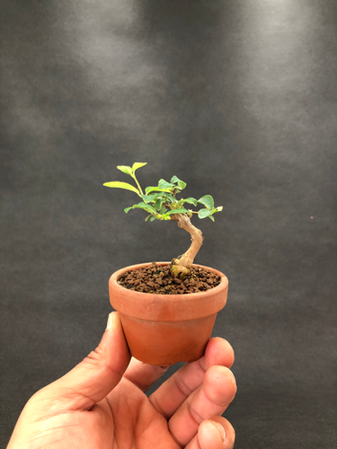 ヒョウタンボク | BONSAI soboku
