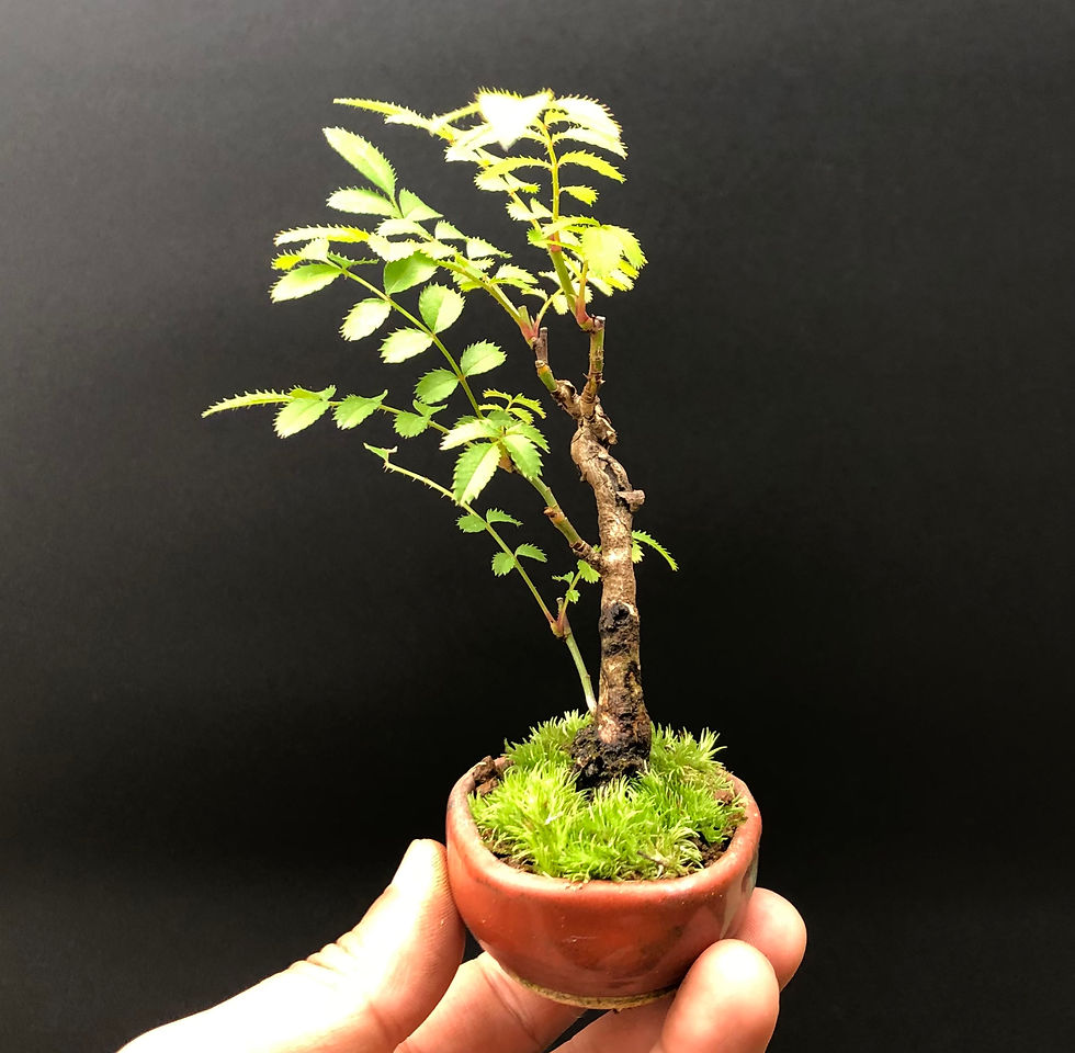 サムネイル： 箱根サンショウバラ