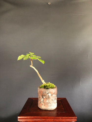 アオダモ ミニ盆栽 | BONSAI soboku