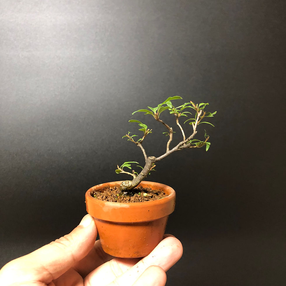 アオダモ ミニ盆栽 | BONSAI soboku