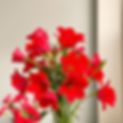 bouquet of red flowers.jpg