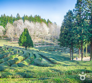 Boseong Daehan Dawon Tea Plantation.jpg