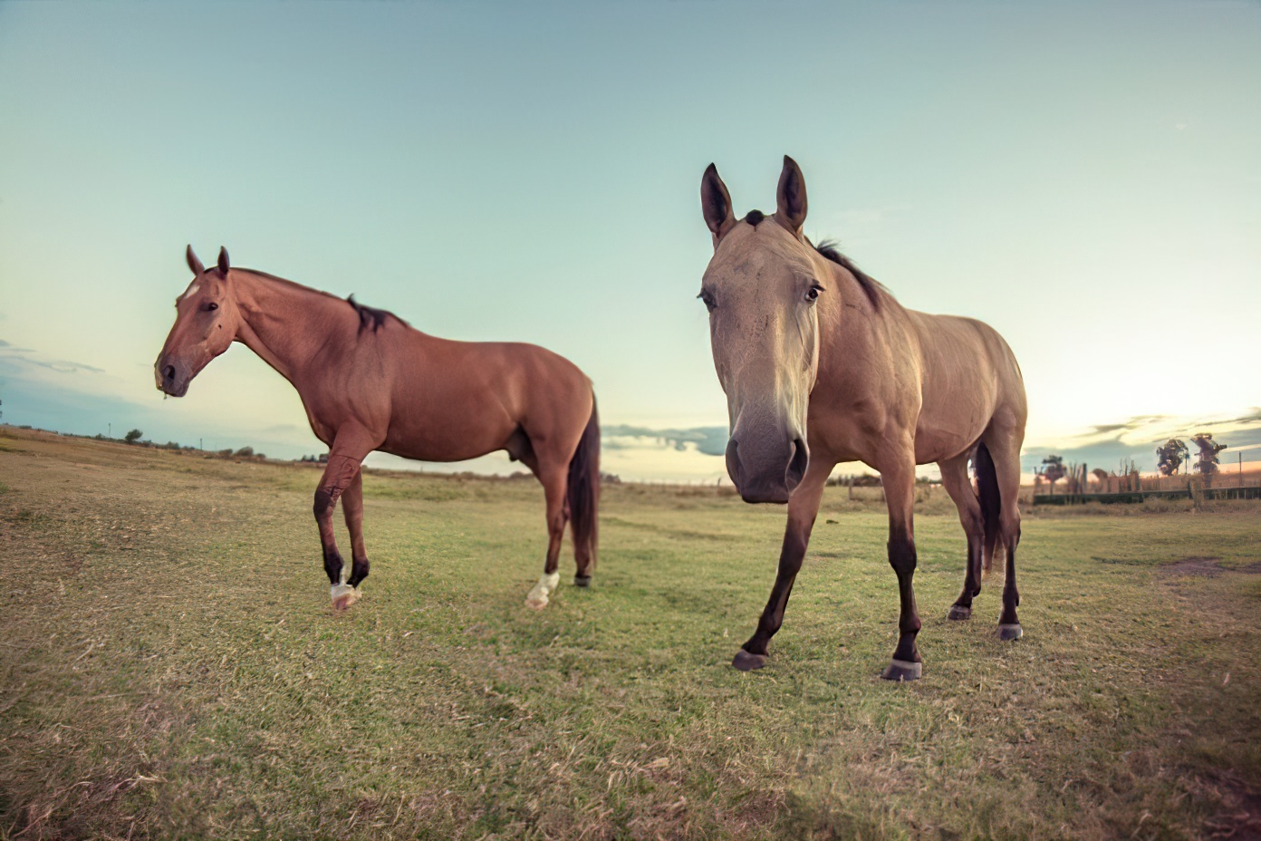 Confirman la primera persona fallecida por encefalitis equina en la provincia de Buenos Aires.