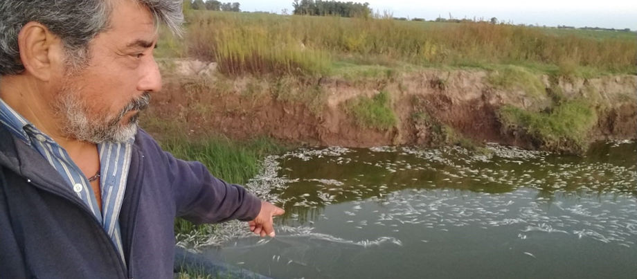Oscar Di Vicenzi: "Encontramos entre 2000 y 3000 peces muertos”