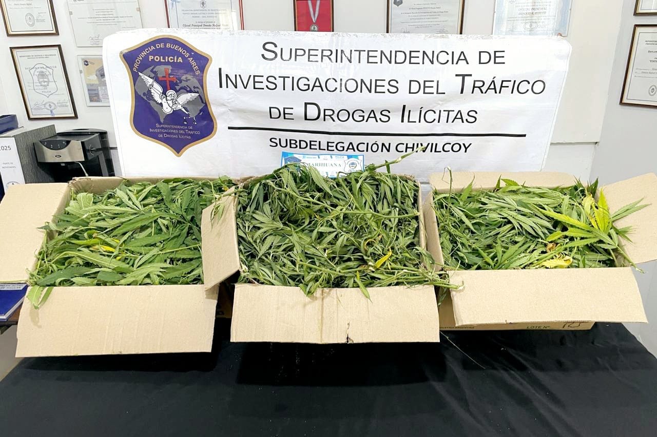 Procedimiento positivo de drogas: hallaron una plantación de marihuana que arrojo un total de 10 kilogramos.