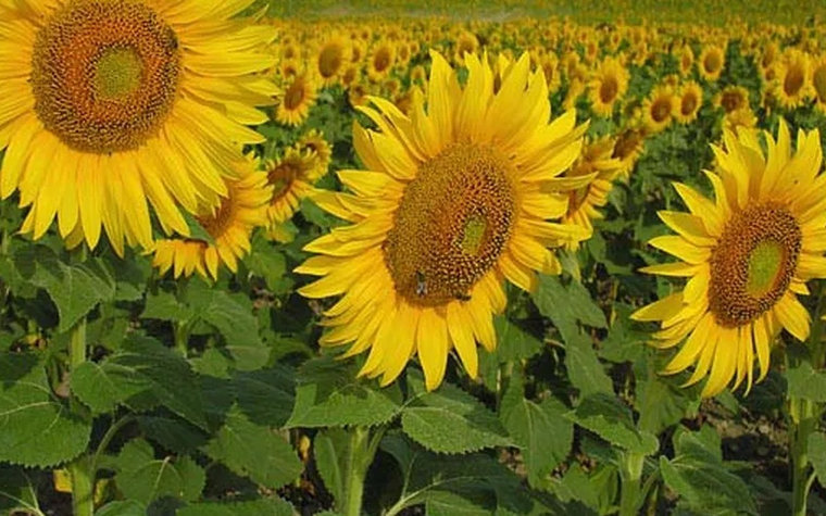El INTA advierte por el impacto de enfermedades en el girasol cordobés