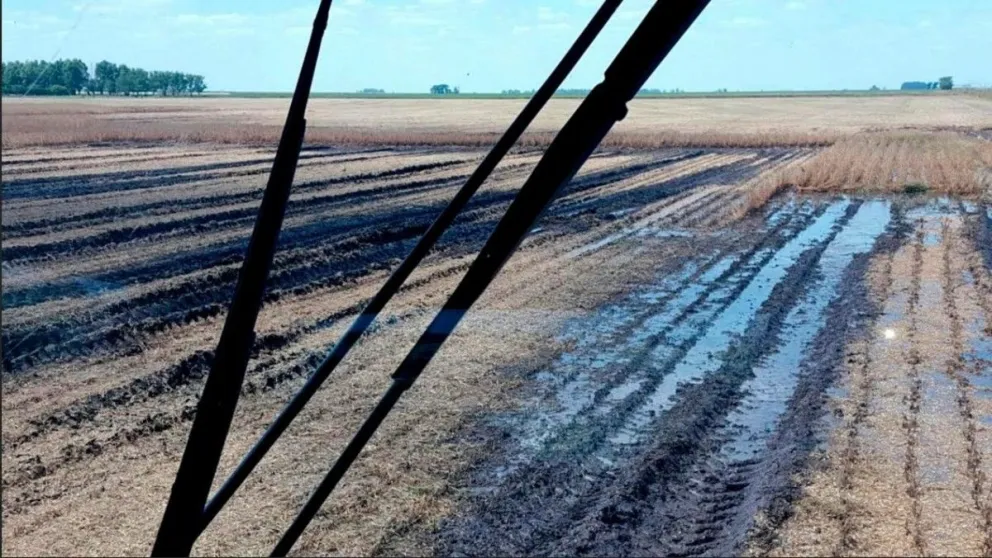 Daireaux: las lluvias de octubre elevaron las napas y frenaron la siembra en los campos
