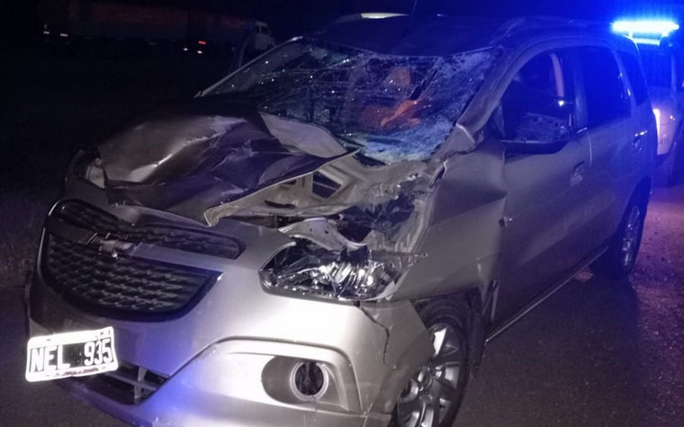 Animales sueltos: un peligro constante en las rutas argentinas con graves consecuencias.