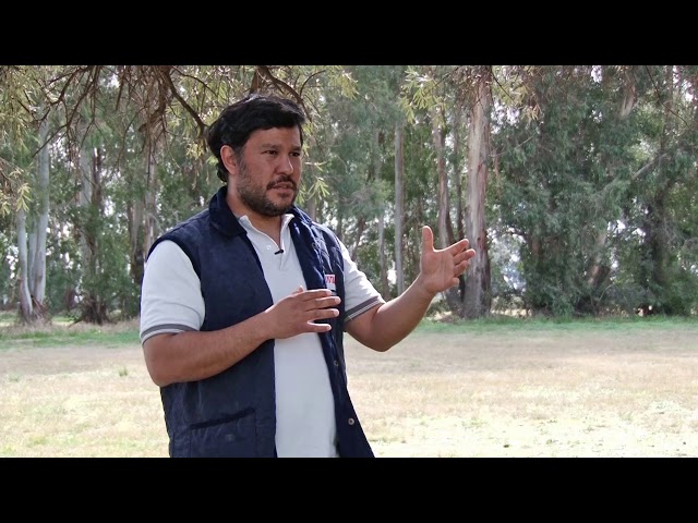 INTA Bordenave
Presentaron una cebada diseñada para el pastoreo directo
