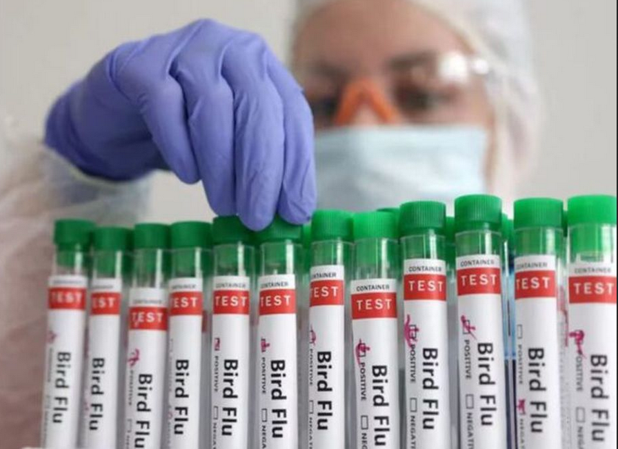 Buenos Aires: Se registró un caso de influenza aviar en aves de traspatio en Alberti