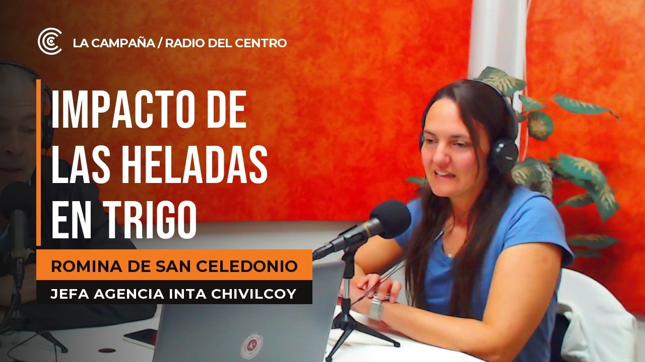 Impacto de las heladas en trigo y panorama de la siembra de maíz en Chivilcoy