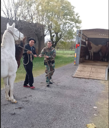 Prevención de siniestros viales: Cinco caballos sueltos en cercanías de Gorostiaga puestos a resguardo para evitar posibles colisiones