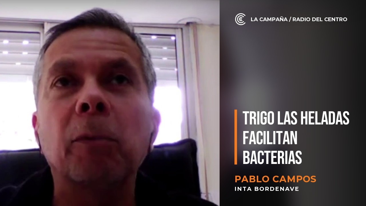 Claves sanitarias para el trigo: el mapa de enfermedades y los desafíos que trae El Niño