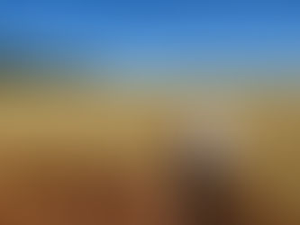 Paloma INTA
Inscriben una nueva variedad de avena multipropósito