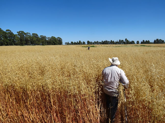 Paloma INTA
Inscriben una nueva variedad de avena multipropósito