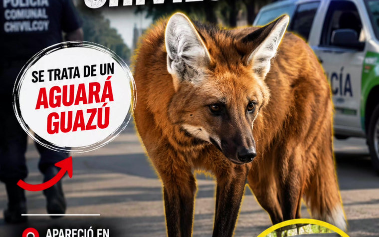Rescataron un aguará guazú que corría por las calles de Chivilcoy
