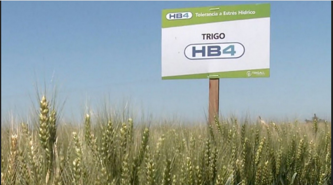 “Los resultados del trigo HB4 fueron bastante buenos pero sin superar a los cultivares comerciales”