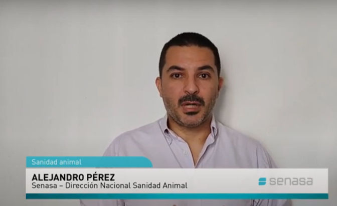 SENASA: Reconocimiento oficial de compartimento libre de enfermedades de los porcinos