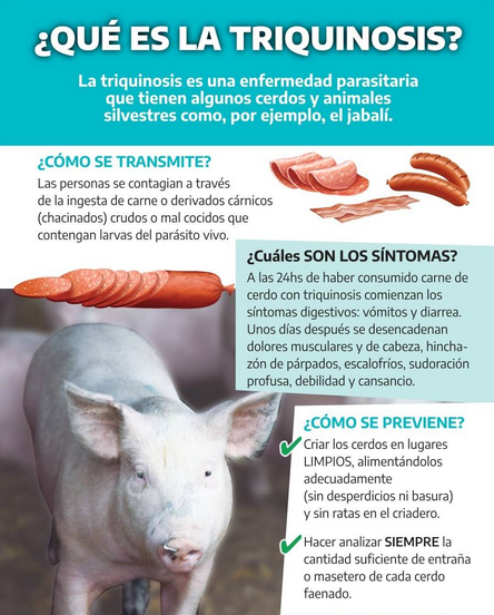 Claves para la prevención de la triquinosis en la temporada de mayor riesgo en Argentina