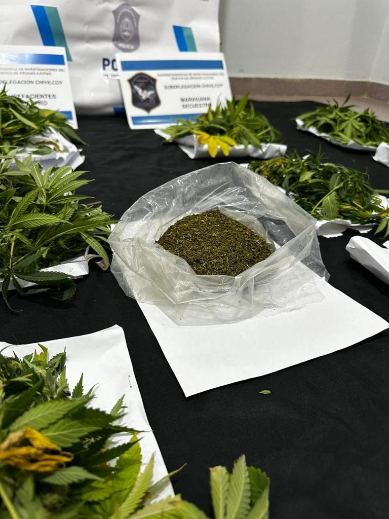 Procedieron secuestrar una plantación de marihuana, balanza de precisión, recortes de nylon.