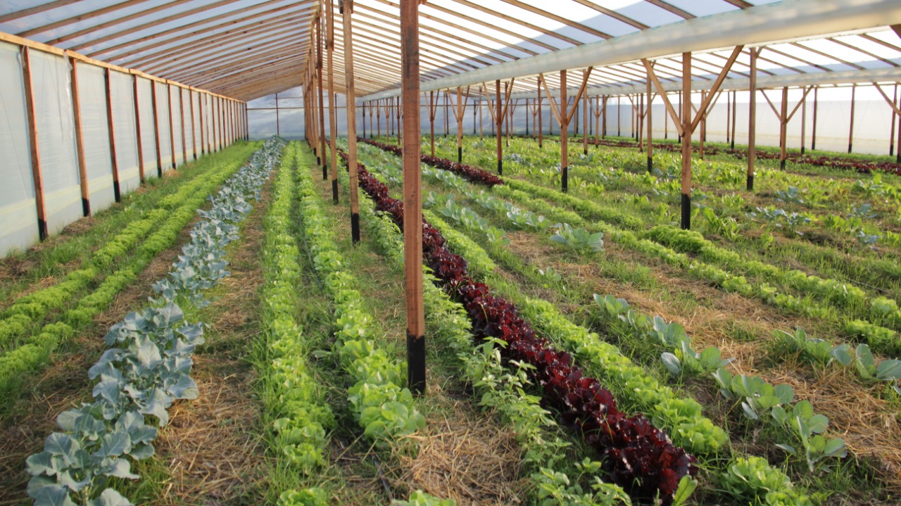 Huerta Agroecológica y la Deco en el jardín: “dos temas muy pedidos por el público llegan al CUCH”
