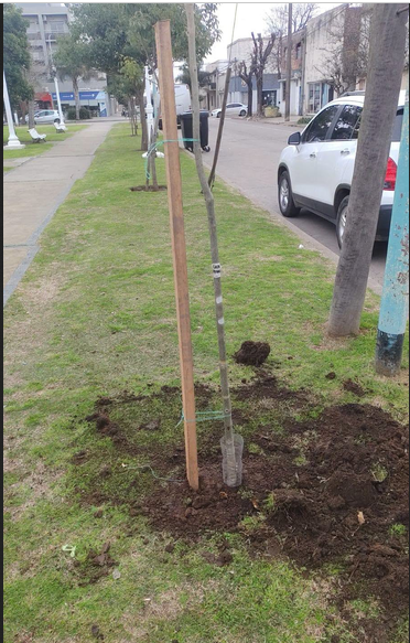 El Municipio avanza con la reforestación y puesta en valor de espacios públicos con mano de obra municipal