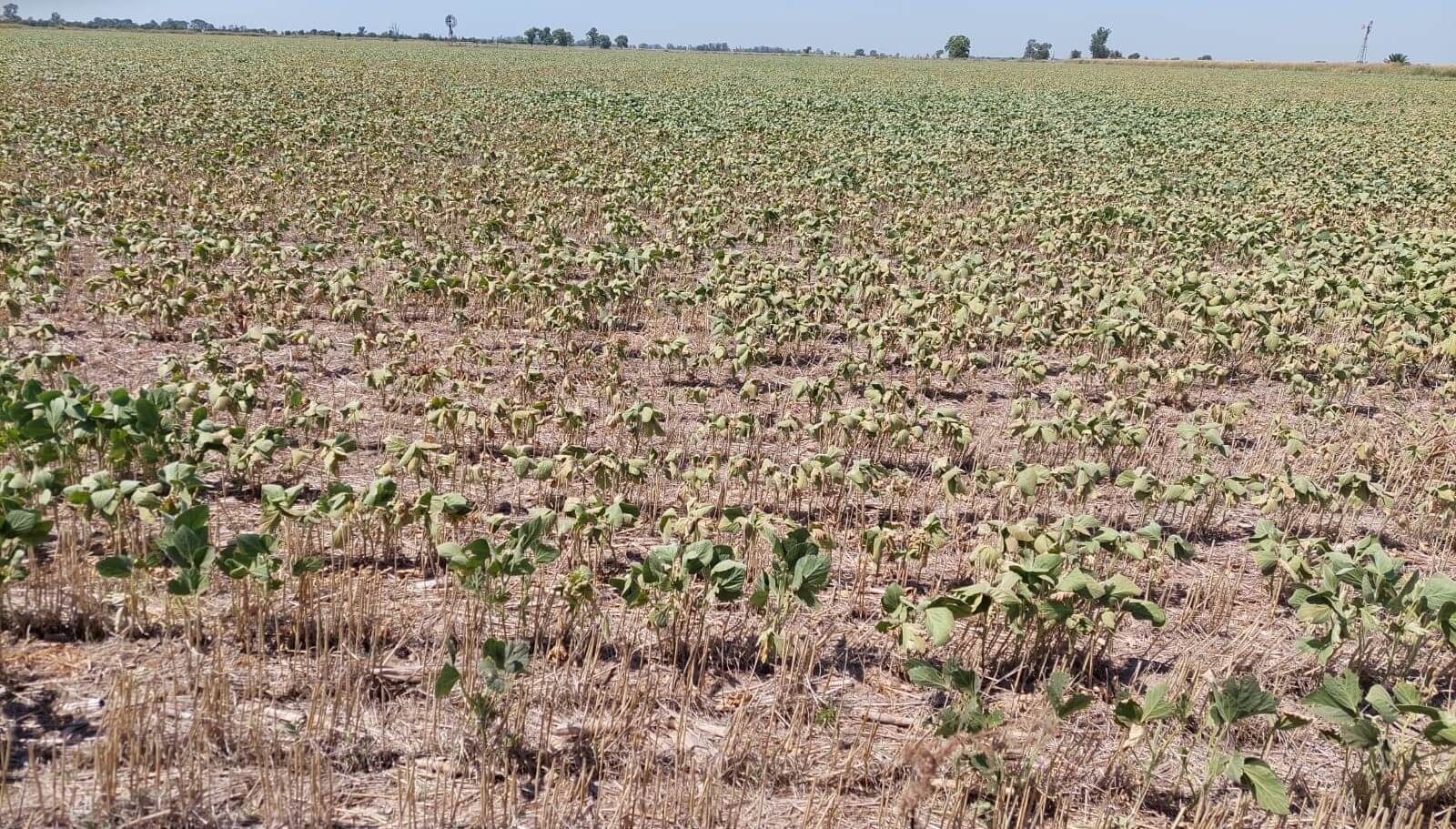Chivilcoy ingresó a la emergencia agropecuaria