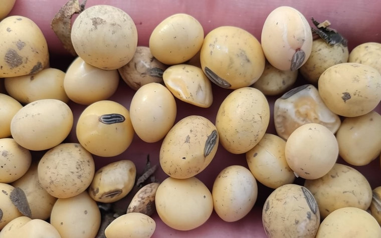 La industria semillera presiona por una nueva Ley de Semillas y debate el uso propio