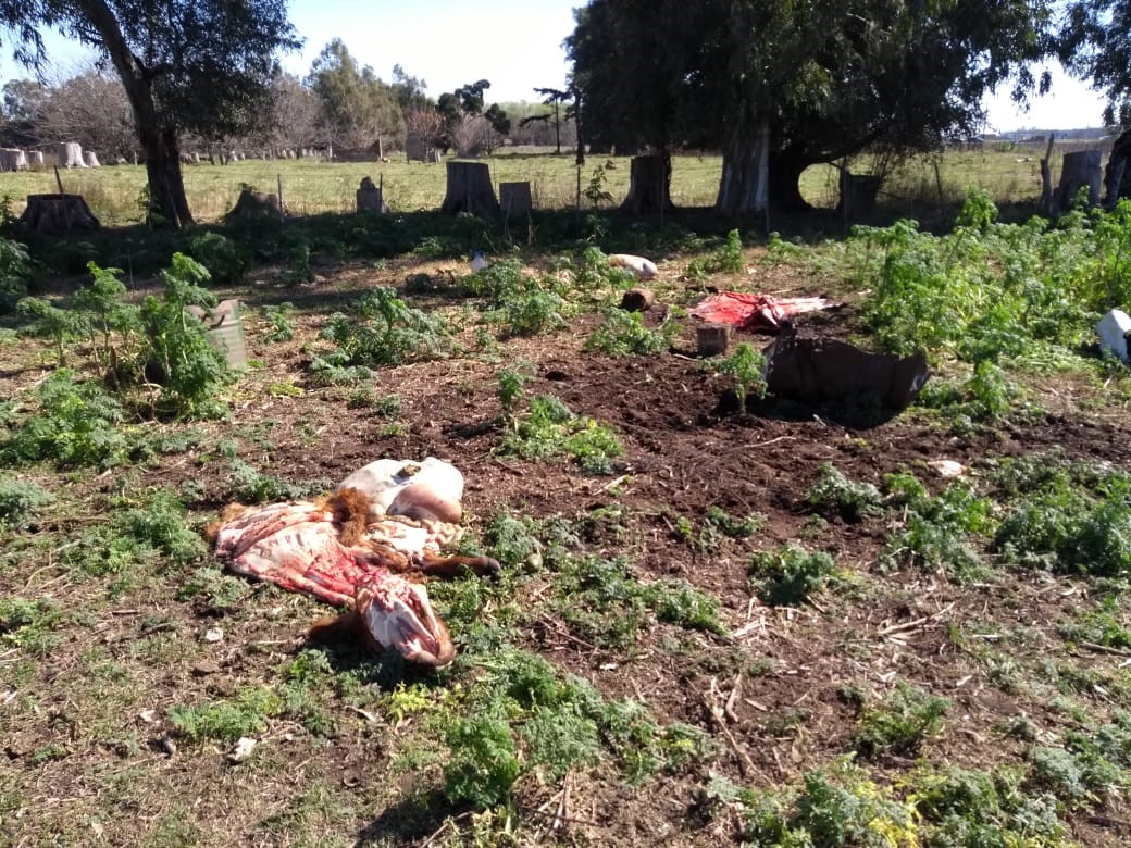 Investigan lo sucedido 
Productores denuncian casos de abigeato en el partido de Chivilcoy