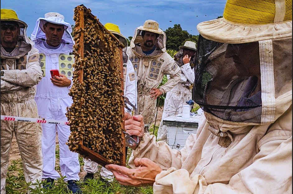 Ante el riesgo de lluvias intensas, el INTA lanza recomendaciones para preparar los apiarios y evitar pérdidas