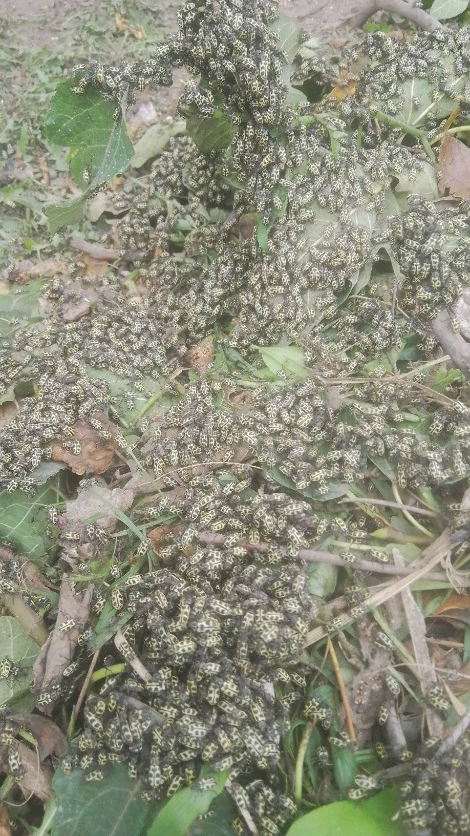 ¿Qué hacemos con el siete de oro?: Impacto y estrategias de manejo para el astilo moteado
