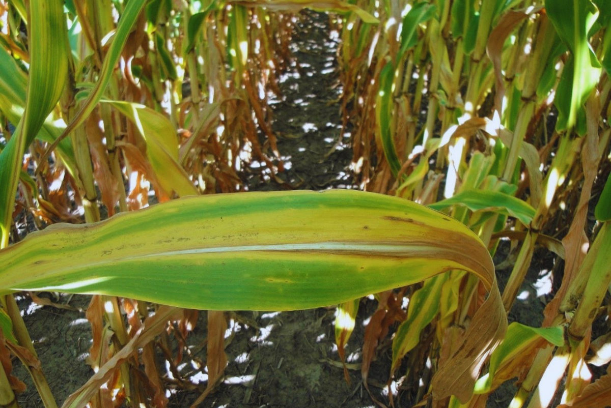 Suelos agrícolas: por qué el análisis previo es clave para maíz, soja y girasol