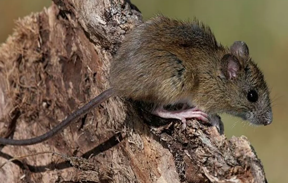 Hantavirus: Detectan un caso en Chivilcoy y recomiendan reforzar las medidas de prevención
