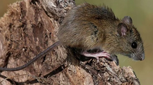 Hantavirus: Detectan un caso en Chivilcoy y recomiendan reforzar las medidas de prevención